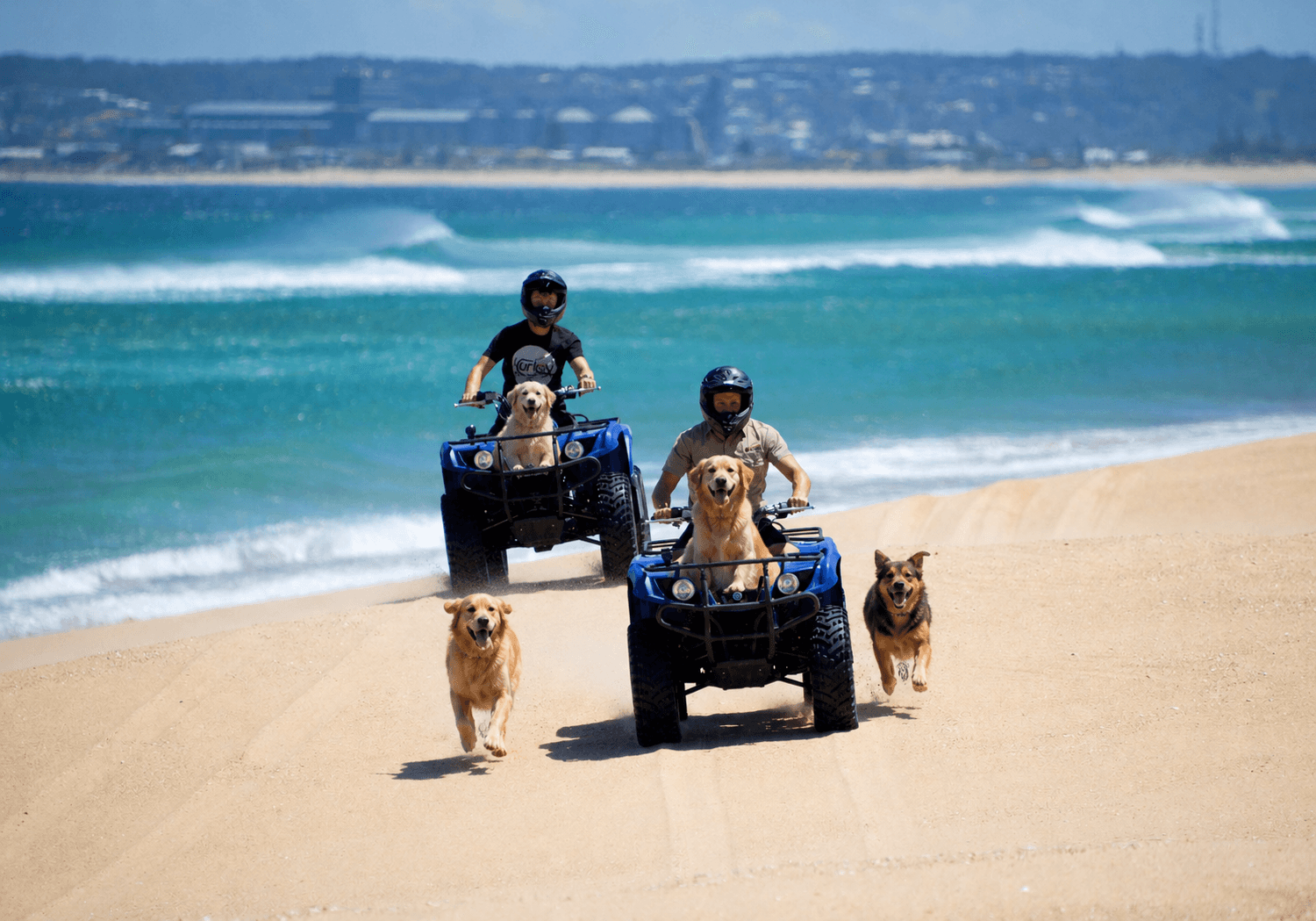 Two riders with golden retrievers and a kelpie quad biking along Stockton Beach with Newcastle in the distance